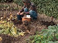 Sille Lille hjlper Levi i haven med forrslg der lgges i potter - oktober 2005