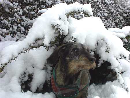 Ditte i sin snehule - Dec.2001 i Rodzonen.