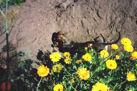 Jeg graver morgenfruer op - August 2000