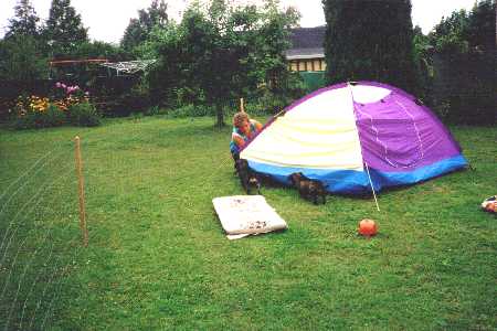 Vi har sovet i telt, og nu hjlper vi med at sl det sammen - August 2000